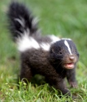 A baby skunk